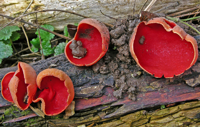 Ritrovamenti domenica 01 aprile.